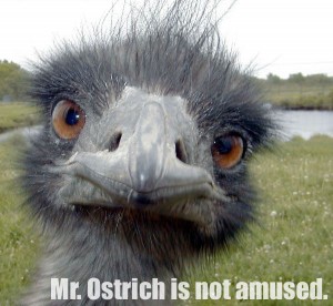 Mr Ostrich